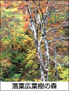 落葉広葉樹の森
