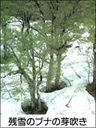 残雪のブナの芽吹き