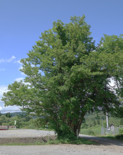 黒沢のカヤの画像