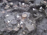 SG1（河跡）遺物出土状況の画像