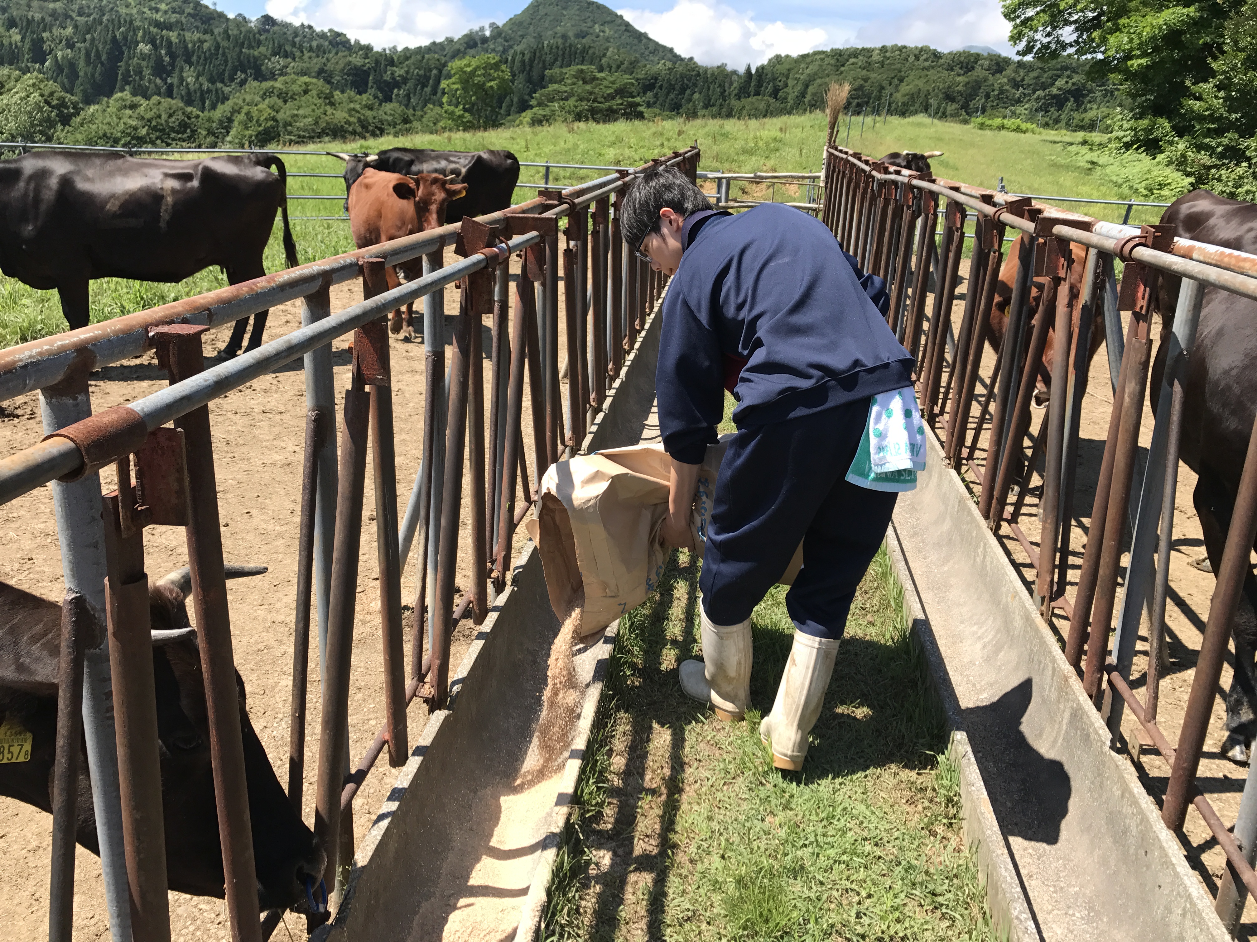 牧場での業務体験の様子