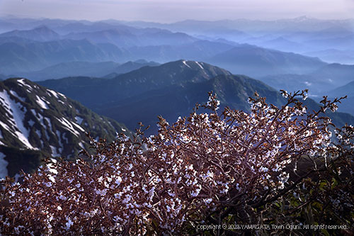入選作品「桜咲く飯豊」
