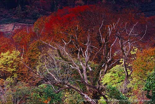 入選作品「輝く森」