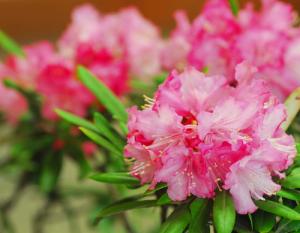 春の花の写真
