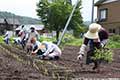 苗を植えている人たちの写真