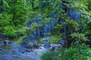 流れに沿う藤の花
