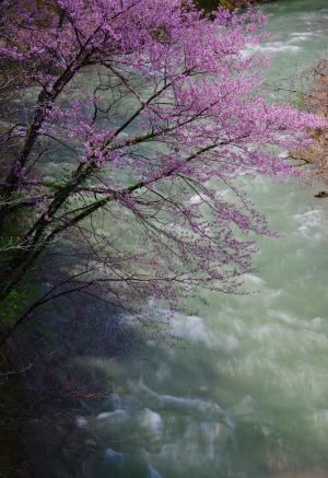 渓流に咲く山桜