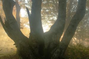 巨樹の朝
