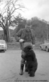 五味沢で飼われていた熊の写真