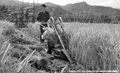 種沢地内でのバインダーによる稲刈りの写真