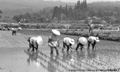 町原地内の田植えの写真